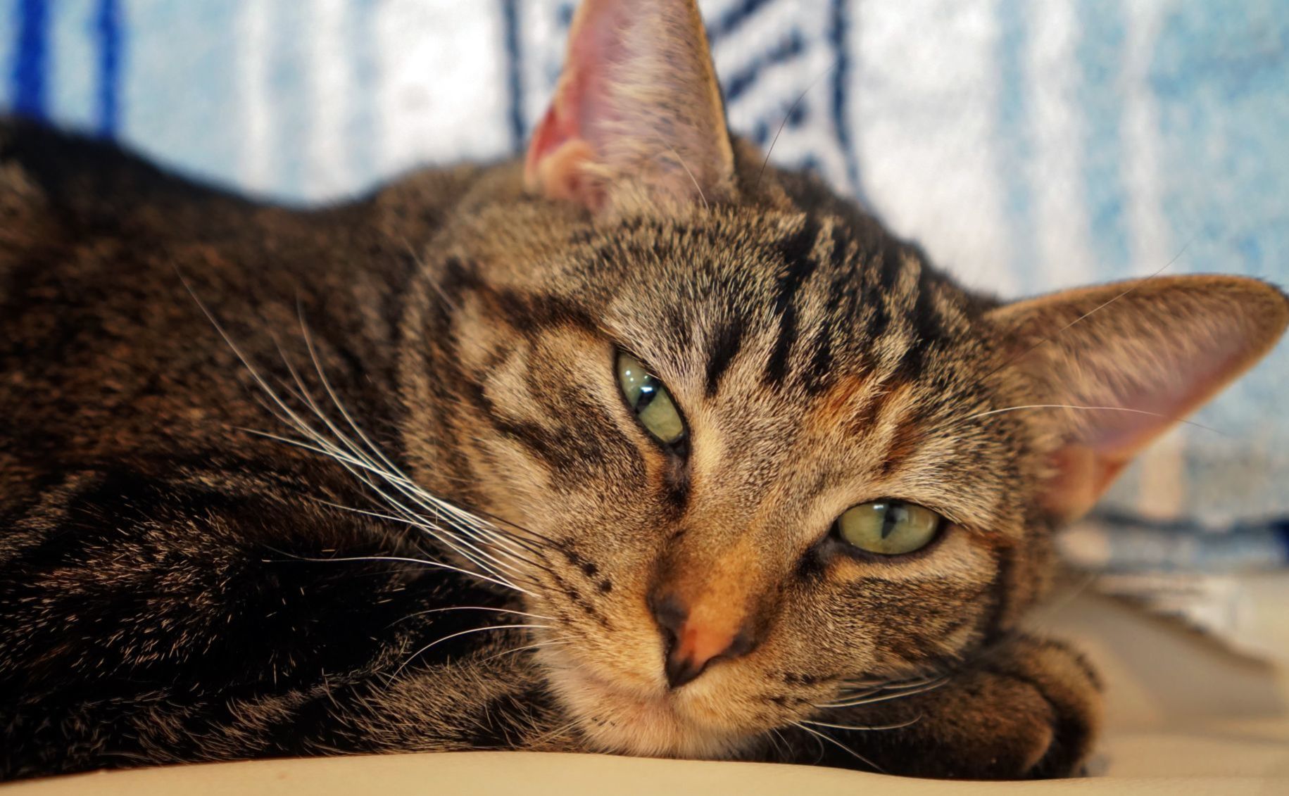 Adopt a friend: Loti